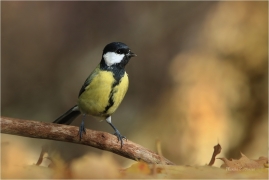 <p>SÝKORA KOŇADRA (Parus major) ------- /Great tit - Kohlmeise/</p>